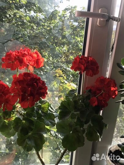 Пеларгония герань розебудная сортовая