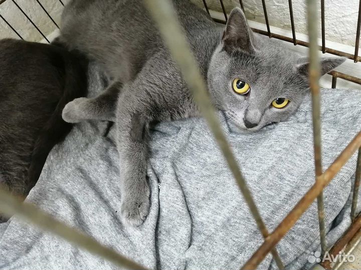 Русская голубая кошка
