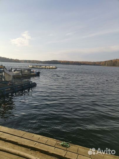 Форель охлажденная нпсг из Карелии