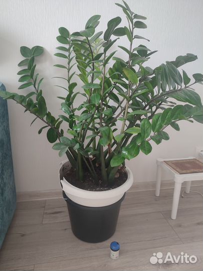 Замиокулькас