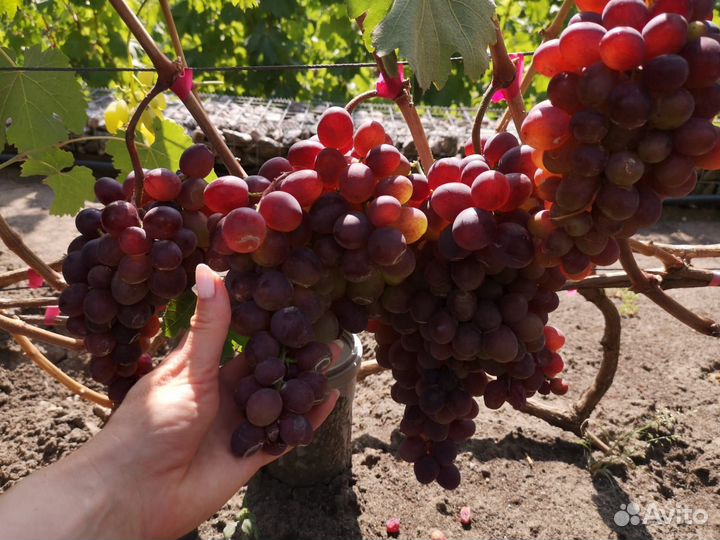 Виноград плоды