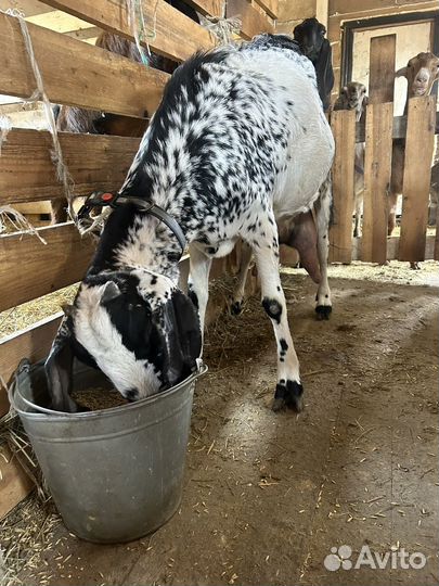 Козлик камори75/битал25