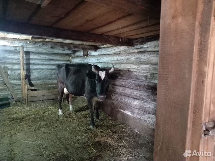 Продам высокоудойную корову, 5 отелов