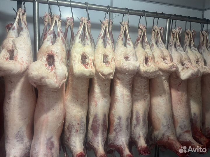 Астраханская баранина оптом и в розницу Халяль