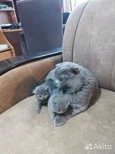Британский кот на вязку