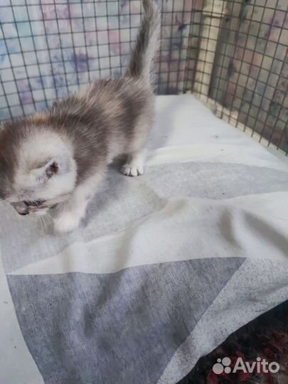 Котята шотландская шиншилла