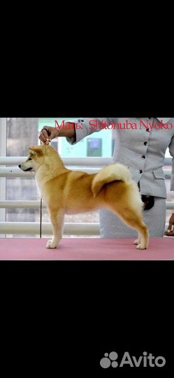Щенки Сиба Ину