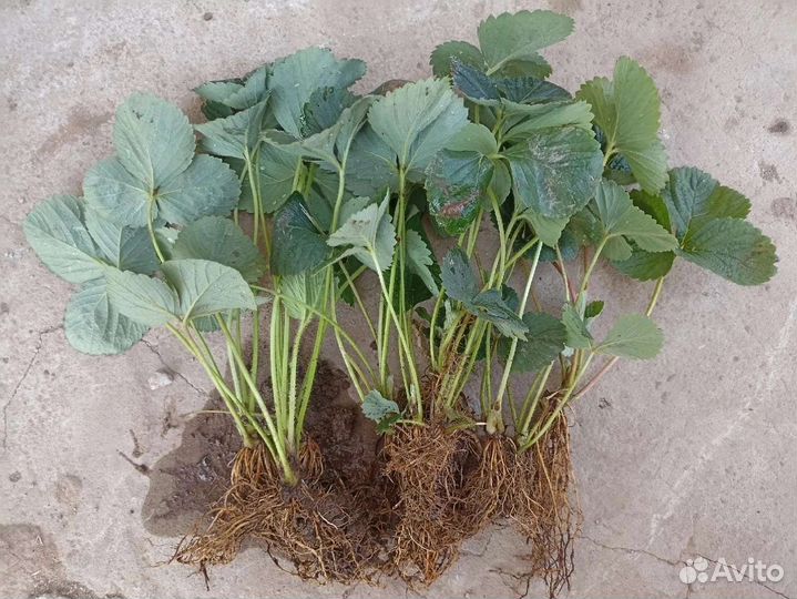 Усы Виктория Фестивальная и Машенька