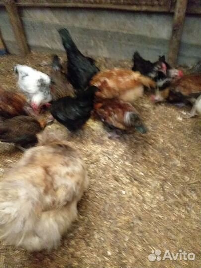 Петушки молодые