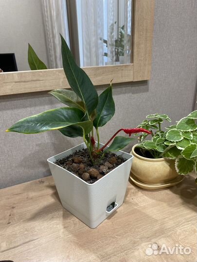 Комнатные цветы антуриум