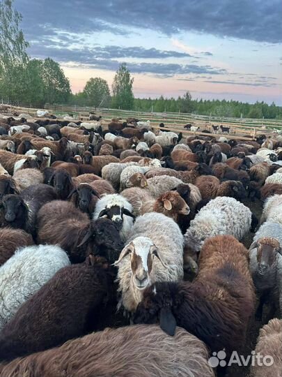 Продается стада овцы эдильбаевской порода