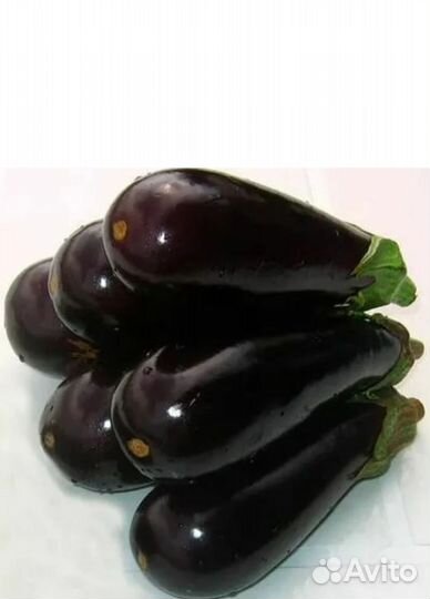 Семена баклажан