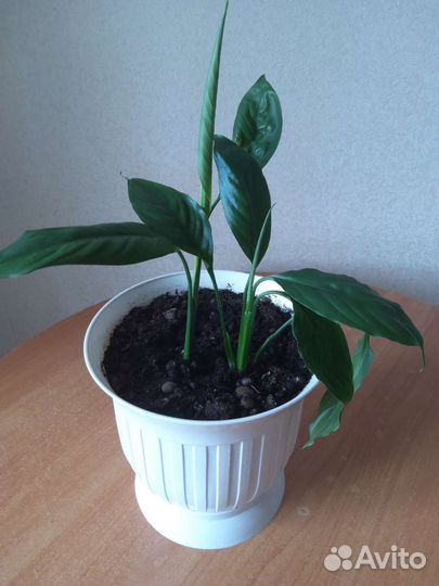 Спатифиллум