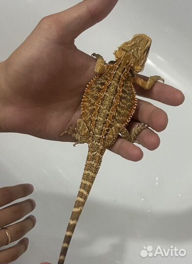 Бородатая агама