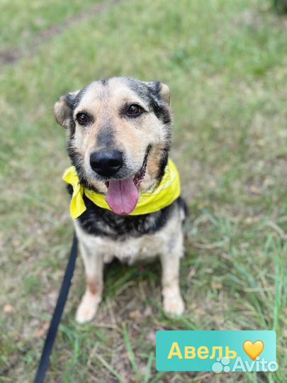 Флегматичный пёс из приюта ищет дом