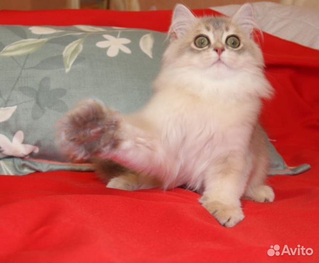 Шотландский кот