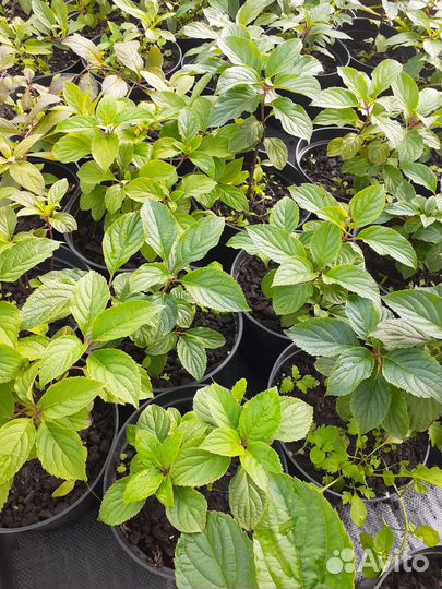 Гортензия зкс