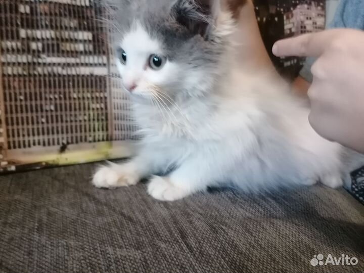 Кошка в дар бесплатно