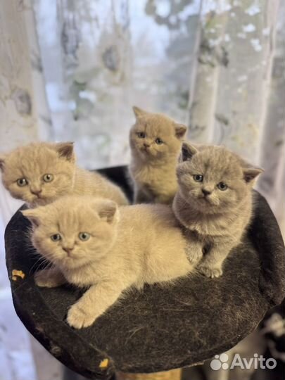 Британские котята