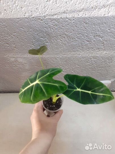 Алоказия мишольца и сильвер небула