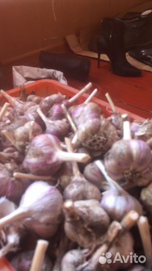 Чеснок зимний