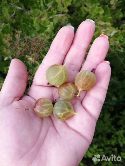 Крыжовник желтый