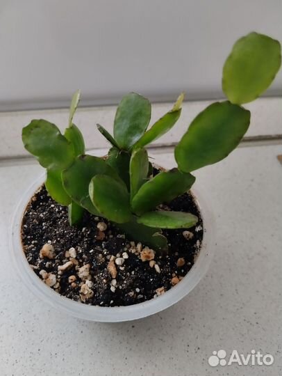 Рипсалидопсис