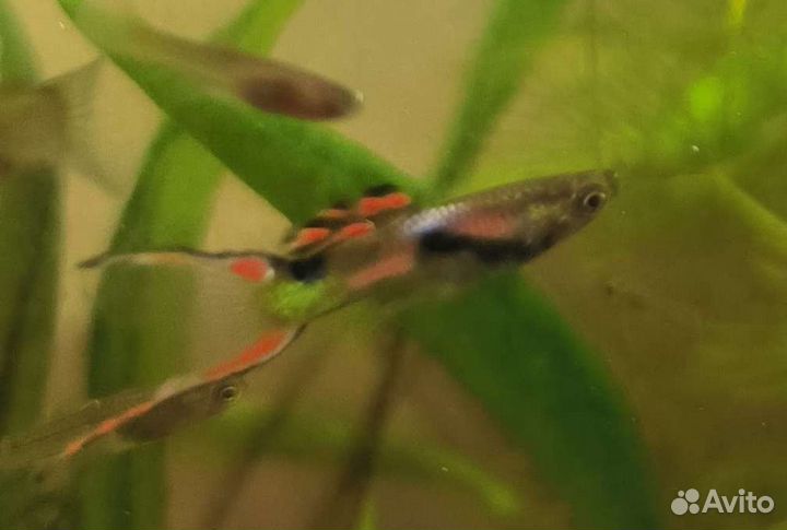 Гуппи Эндлера