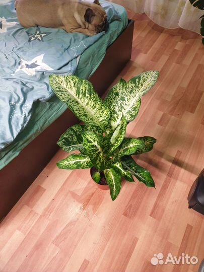 Диффенбахия Сегуина Ами