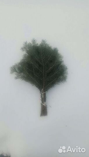 Веник пихтовый