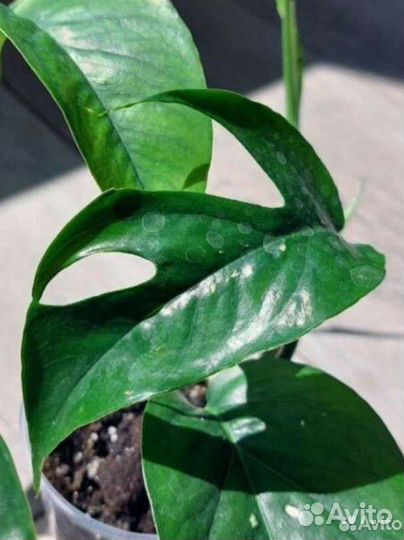 Эпипремнум пиннатум