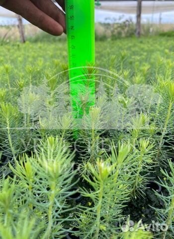 Зкс Сосна сеянцы Ели Лиственницы окс Голуб Горная