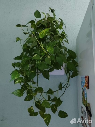 Сциндапсус