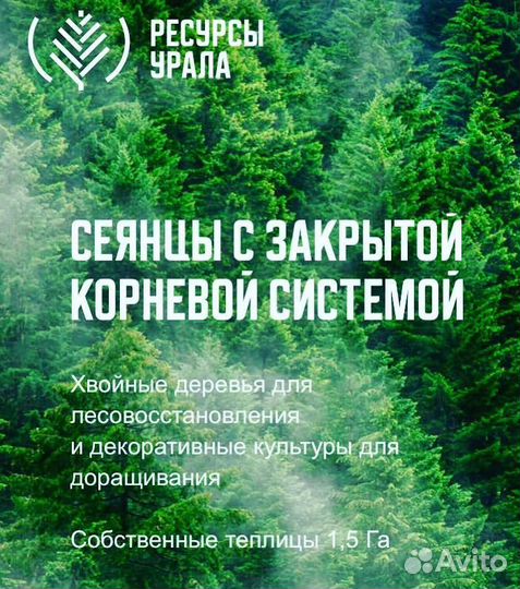 Сосна зкс ель зкс сеянцы саженцы доращивание