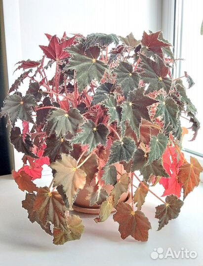 Бегония взрослая