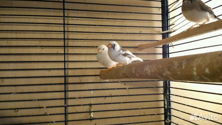 Чисто белые зебровые амадины