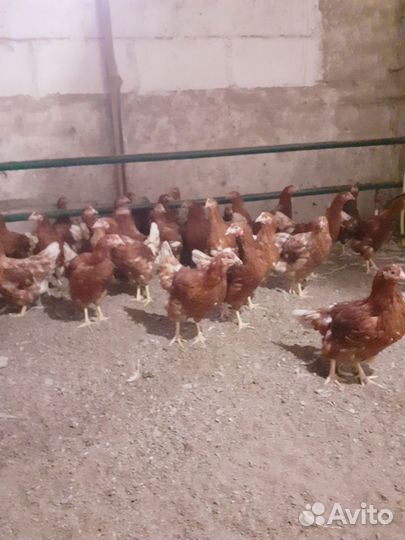 Перепела, куры, фазаны, цесарки