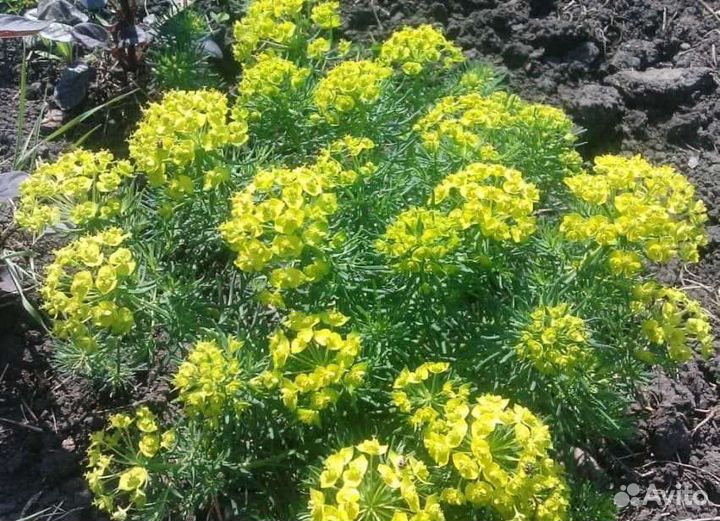 Молочай кипарисовый, саженцы