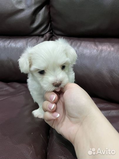 Мальтийская болонка мальчик