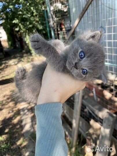 Отдам котят