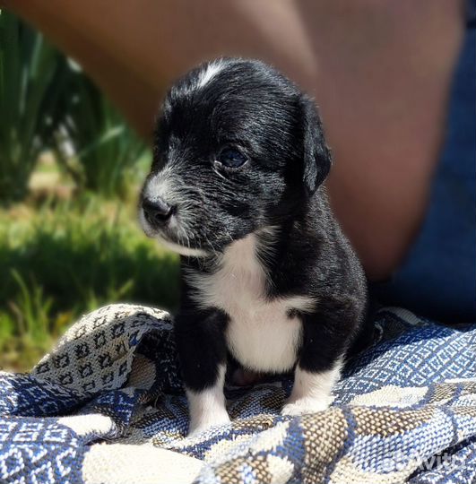 Щенок в добрые руки