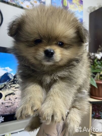 Щенки немецкого шпица