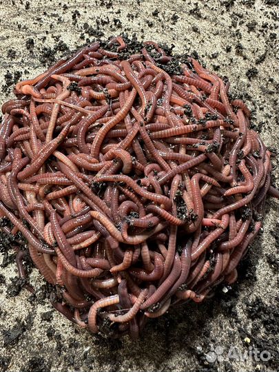 Калифорнийский червь