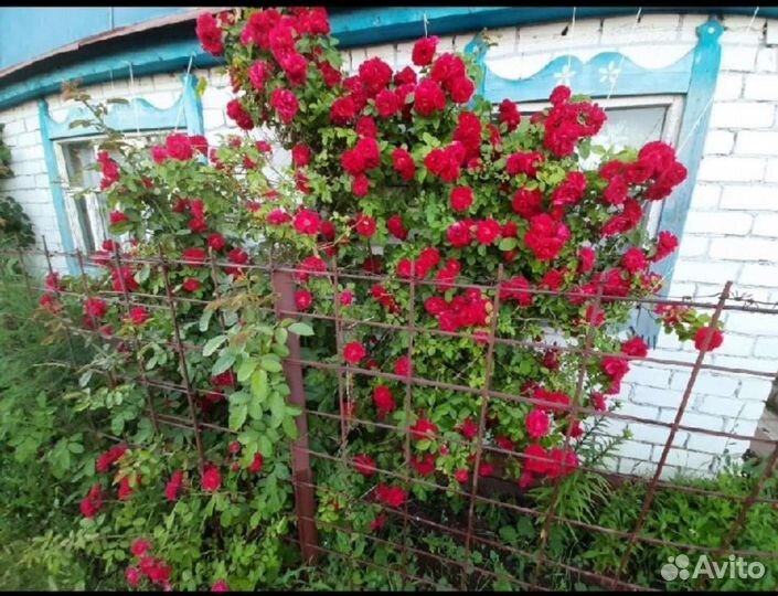 Саженцы роз плетистая