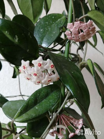 Хойя розовая в цвету