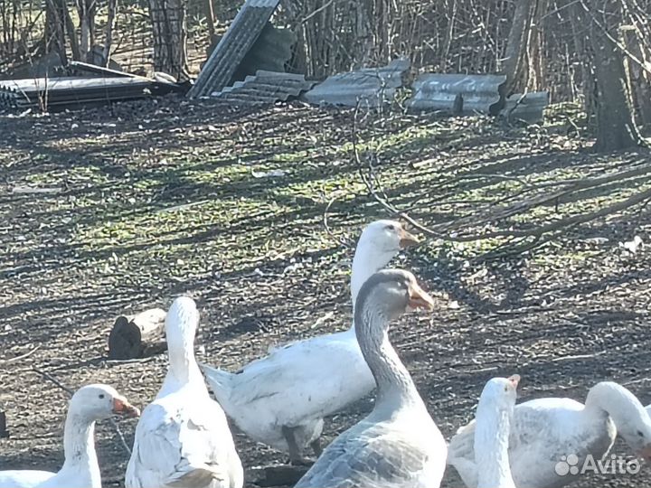 Семья гусей 5+2