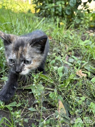 Котенок в добрые руки даром