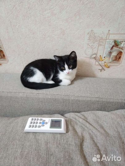 Котенок в добрые руки