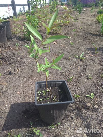 Продам саженцы