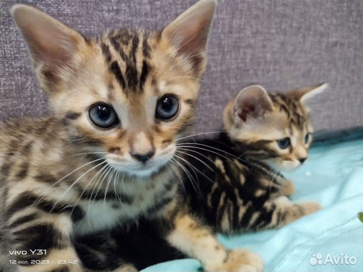 Продаю бенгальских котят